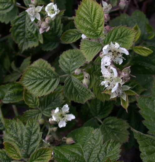 Rubus xpseudidaeus