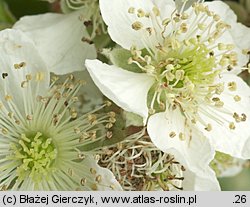 Rubus gothicus (jeżyna gocka)