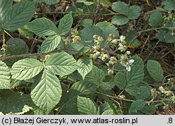 Rubus gracilis (jeżyna ostręga)