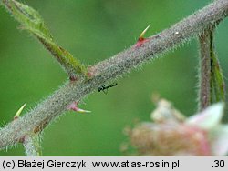 Rubus graecensis (jeżyna austriacka)