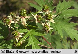 Rubus laciniatus (jeżyna wcinanolistna)