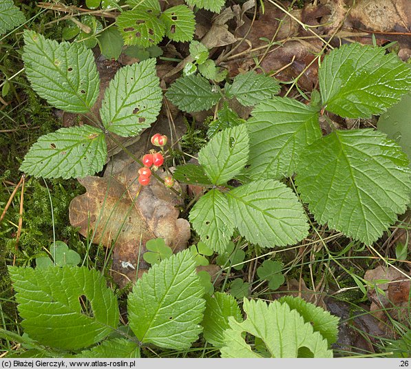 Rubus saxatilis (malina kamionka)