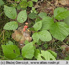 Rubus saxatilis (malina kamionka)