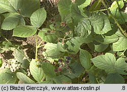 Rubus seebergensis (jeżyna mosińska)