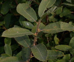 Salix cinerea (wierzba szara)