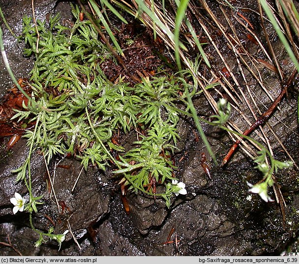 Saxifraga sponhemica (skalnica zwodnicza)