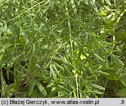 Thalictrum lucidum (rutewka wąskolistna)