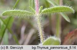 Thymus kosteleckyanus (macierzanka pannoÅ„ska)