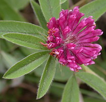 Trifolium alpestre