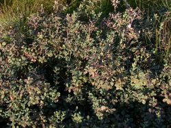Vaccinium uliginosum (borówka bagienna)