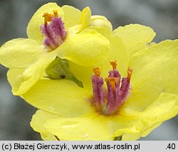 Verbascum chaixii ssp. austriacum (dziewanna Chaixa austriacka)