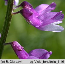 Vicia tenuifolia (wyka długożagielkowa)
