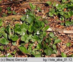 Viola alba (fiołek biały)