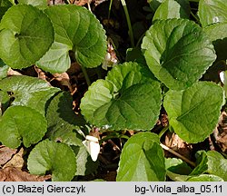 Viola alba (fioÅ‚ek biaÅ‚y)