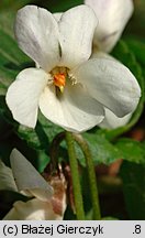 Viola alba (fioÅ‚ek biaÅ‚y)