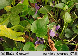 Viola suavis (fiołek bławatkowy)