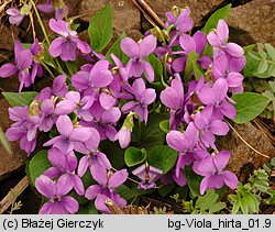 Viola hirta (fiołek kosmaty)