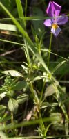 Viola tricolor (fiołek trójbarwny)