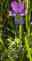 Viola tricolor (fioÅ‚ek trÃ³jbarwny)