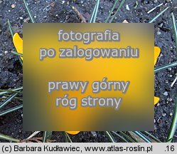 Crocus flavus (krokus żółty)