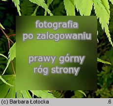Acer palmatum (klon palmowy)