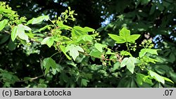 Acer campestre (klon polny)