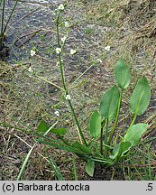 Alisma plantago-aquatica (Å¼abieniec babka wodna)