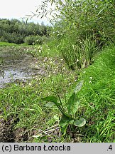 Alisma plantago-aquatica (Å¼abieniec babka wodna)