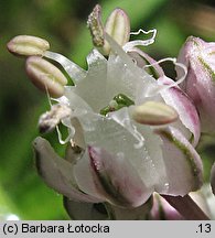 Allium cepa (czosnek cebula)