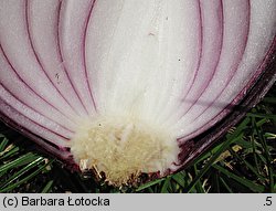 Allium cepa (czosnek cebula)