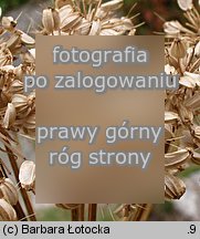 Angelica archangelica ssp. archangelica (dzięgiel litwor typowy)