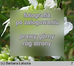 Armoracia rusticana (chrzan pospolity)