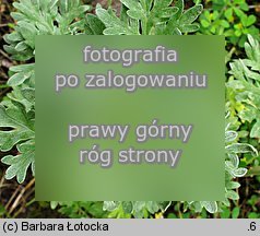 Artemisia absinthium (bylica pioÅ‚un)