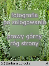 Artemisia absinthium (bylica pioÅ‚un)