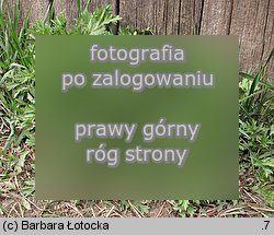 Artemisia vulgaris (bylica pospolita)