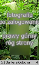 Arum maculatum (obrazki plamiste)