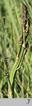 Asparagus officinalis (szparag lekarski)