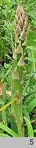 Asparagus officinalis (szparag lekarski)