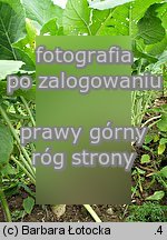 Brassica napus ssp. napobrassica (kapusta rzepak karpiel)