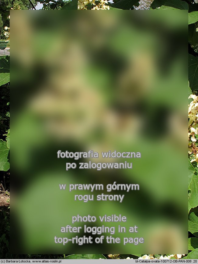 Catalpa ovata (surmia żółtokwiatowa)
