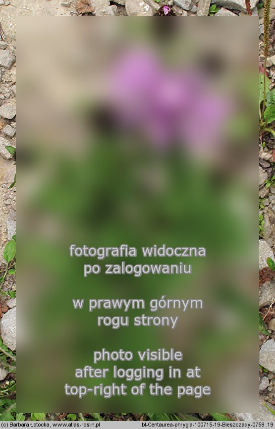 Centaurea phrygia (chaber austriacki)