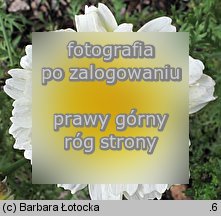 Chrysanthemum coronarium (zÅ‚ocieÅ„ wieÅ„cowy)