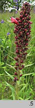 Echium russicum (żmijowiec czerwony)