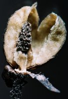 Verbascum nigrum