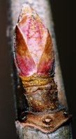 Ribes nigrum (porzeczka czarna)