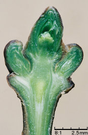 Ligustrum vulgare (ligustr pospolity)