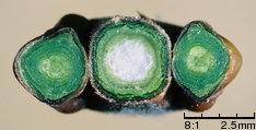 Ligustrum vulgare (ligustr pospolity)