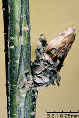 Caragana arborescens (karagana syberyjska)