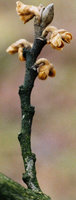 Hamamelis japonica (oczar japoÅ„ski)