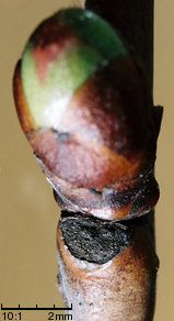 Cerasus vulgaris (wiśnia pospolita)